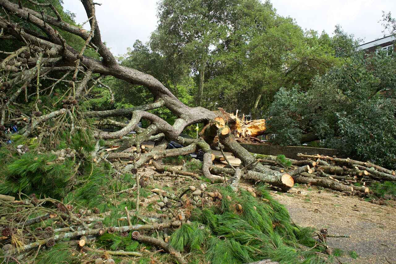 Best Stump Grinding Near Me  in Keyser, WV